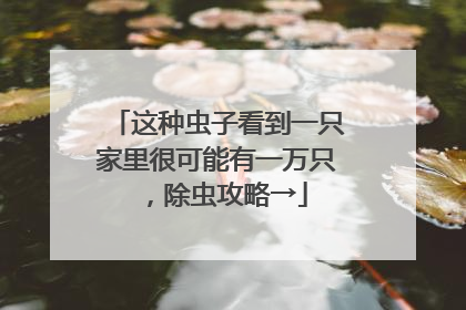这种虫子看到一只家里很可能有一万只，除虫攻略→