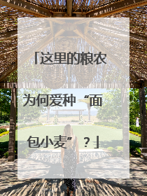 这里的粮农为何爱种“面包小麦”？