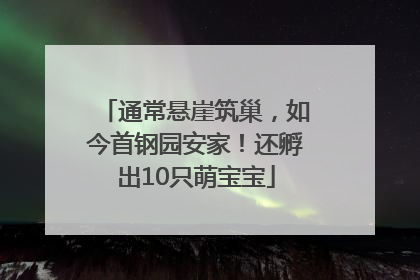 通常悬崖筑巢，如今首钢园安家！还孵出10只萌宝宝