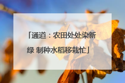 通道：农田处处染新绿 制种水稻移栽忙