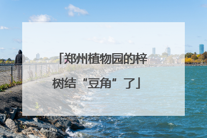 郑州植物园的梓树结“豆角”了