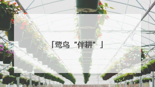 鹭鸟“伴耕”