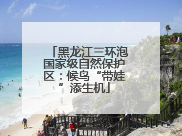 黑龙江三环泡国家级自然保护区：候鸟“带娃”添生机