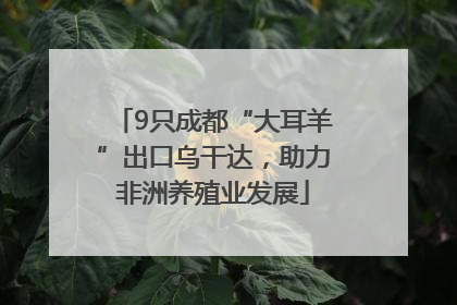 9只成都“大耳羊”出口乌干达，助力非洲养殖业发展